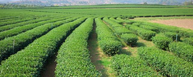 茶叶种植与管理技术 掌握这几点作用很大
