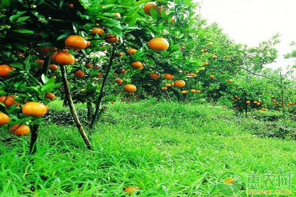 果园水果种植密度和株行距该如何选择?