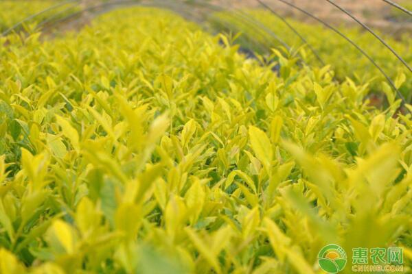 黄金芽低海拔茶叶的种植技术