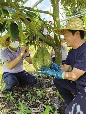 "还不够中国人塞牙缝!"国产榴莲"翻车"了?