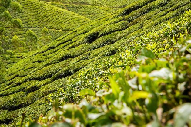 茶叶茶人工林丘陵景观茶园红茶绿色种植园