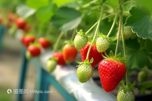 果园里成熟的草莓