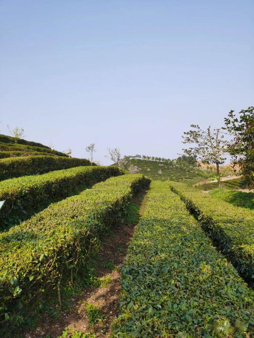 朵贝茶园风光欣赏之绿源茶业风光