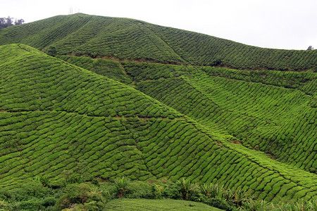 马来西亚山上的茶叶种植园背景图片