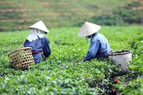 无公害茶叶优良种植技术做好修剪和病虫害防治确保茶叶的品质