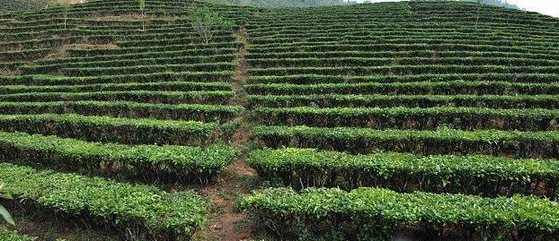 农田种植茶树的技术
