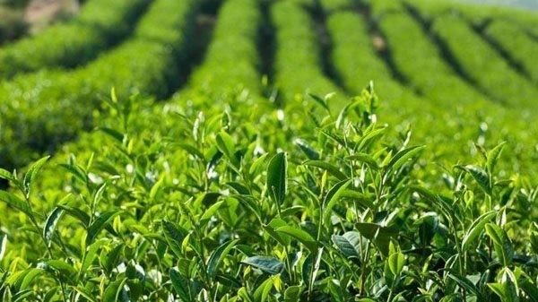 种植茶叶保质增产的栽培技术和施肥管理建议