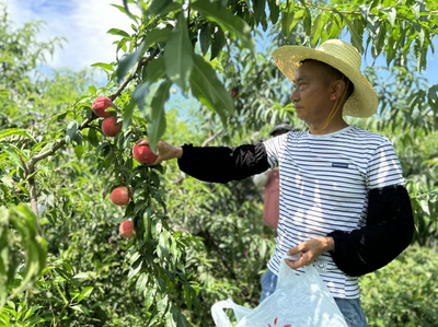 远安县洋坪镇鲜桃"甜蜜"上市