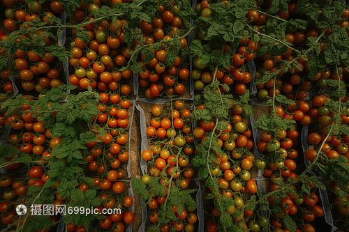 番茄植物特写摄影图