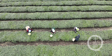 正是茶叶飘香时 永川10万亩春茶开采