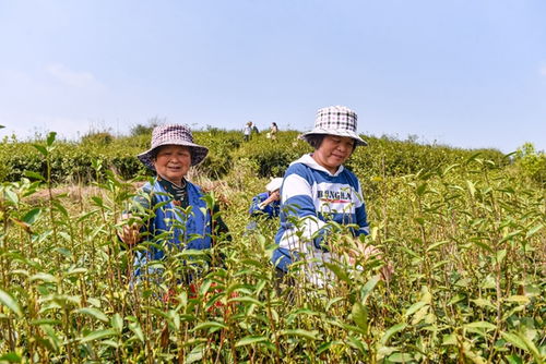 河塌 培育茶叶产业 助推乡村振兴