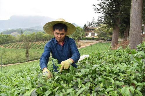 乡村新 茶道 生态兴茶, 古茶树之乡 的绿色发展