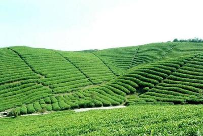 有20多亩山地,是种果树或中药材好,还是种茶叶好?
