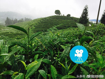 金沙县弘丹成生态农业有限公司种植茶叶助群众脱贫