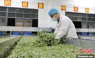 广西三江侗乡:夏茶飘香加工忙