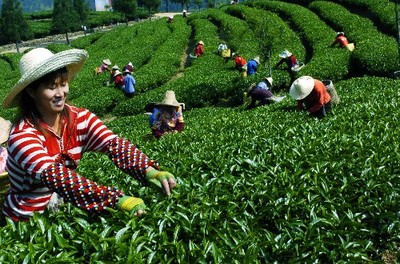 台湾茶香飘两岸