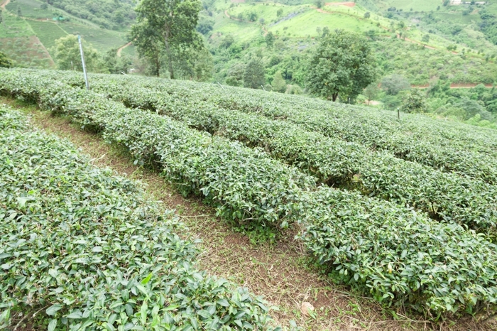 种植园种植与茶种植园农民成长茶树山区域为