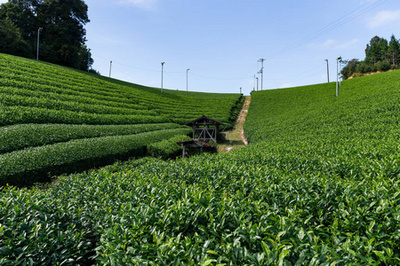 茶叶种植园