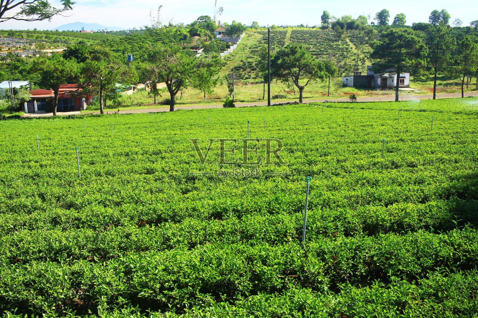 茶种植园。越南。照片摄影