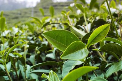 茶园内种植的绿色茶叶