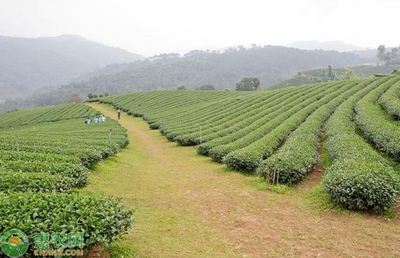 高产茶叶种植管理技术